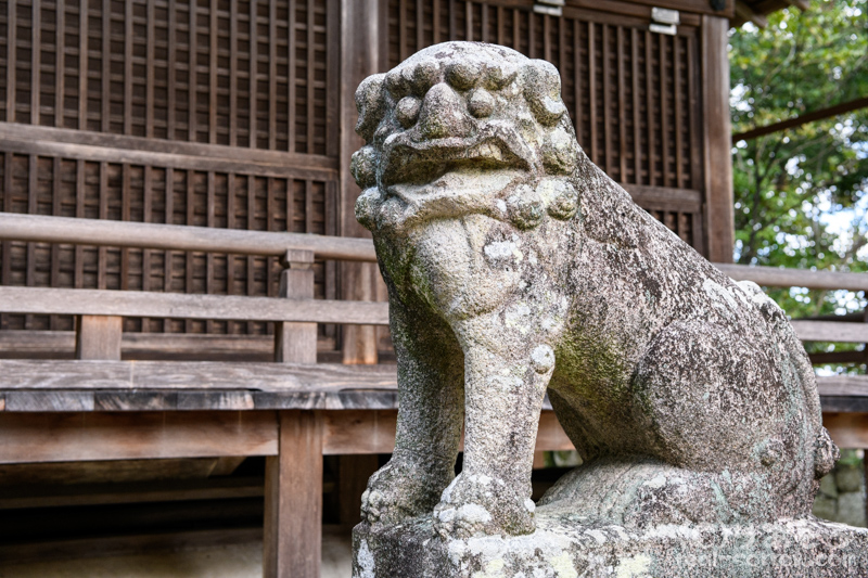 葛木坐火雷神社/阿形の狛犬