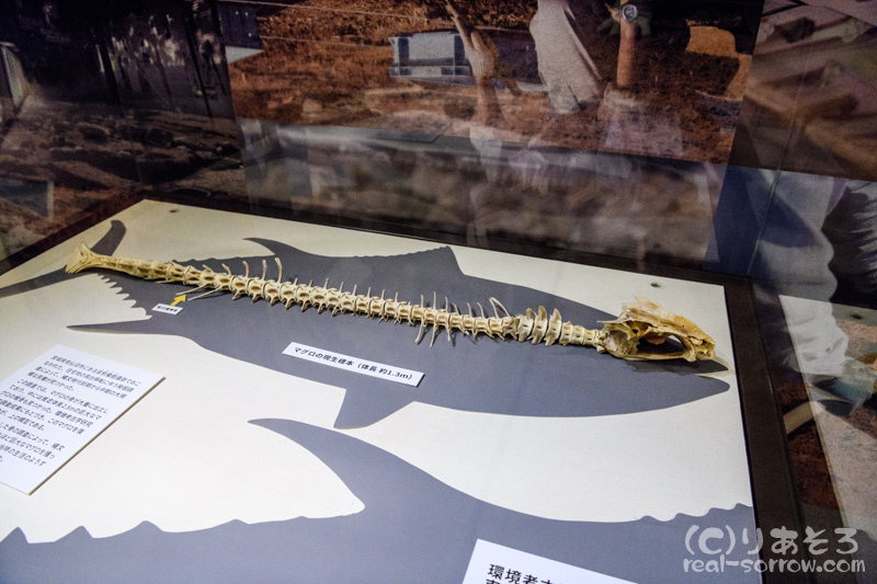 飛鳥資料館/縄文時代のマグロの骨