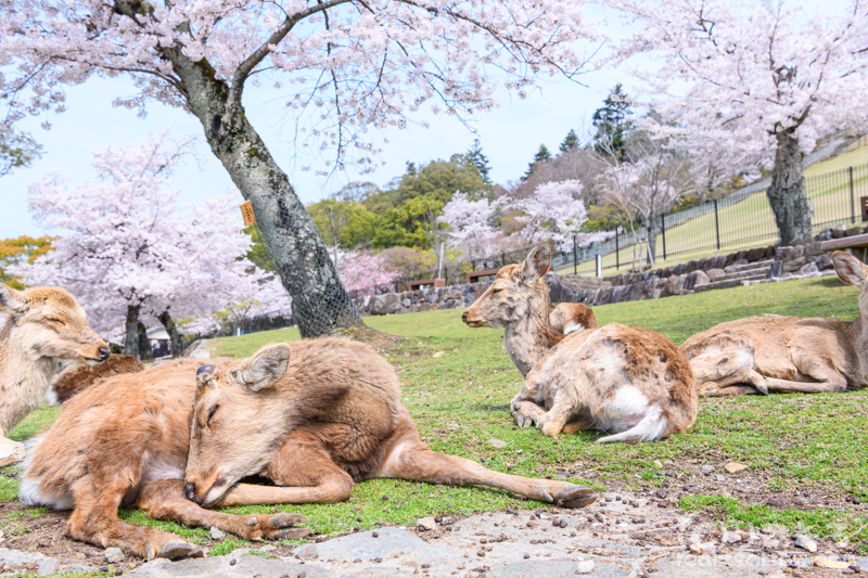 奈良公園/寝ているシカ