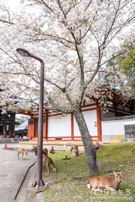 奈良公園/東大寺念仏堂