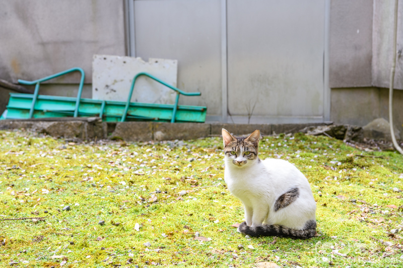 奈良公園/ネコ
