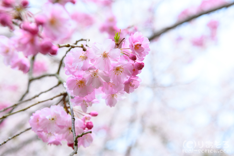 奈良公園/しだれ桜