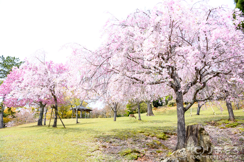 奈良公園/しだれ桜