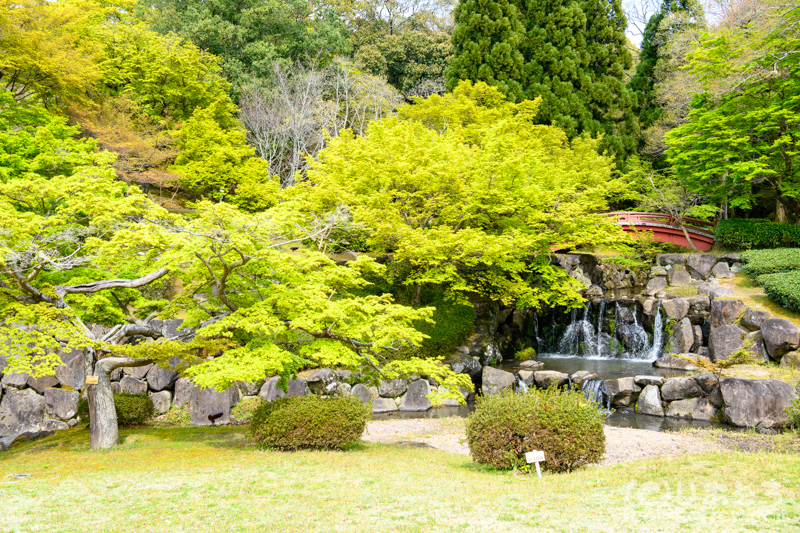奈良公園/イロハモミジと太鼓橋