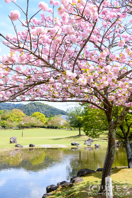 奈良公園/三社池のヨウキヒ