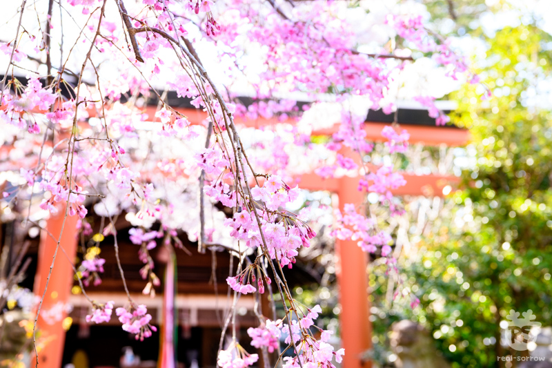 奈良公園/漢國神社のしだれ桜