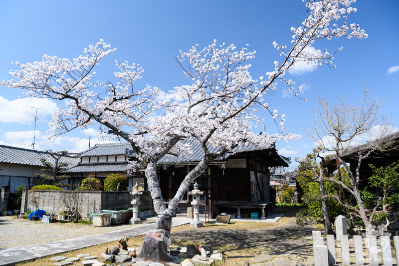 与楽寺/桜(正面)