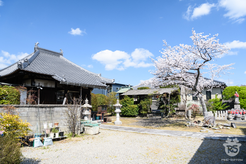 与楽寺/本堂と桜