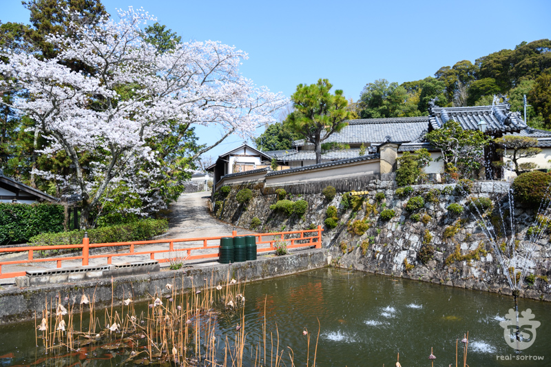 長弓寺/蓮池 長弓寺/蓮池