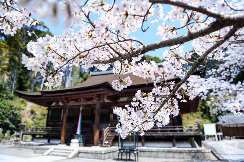 長弓寺/本堂と桜(右) 長弓寺/本堂と桜(右)