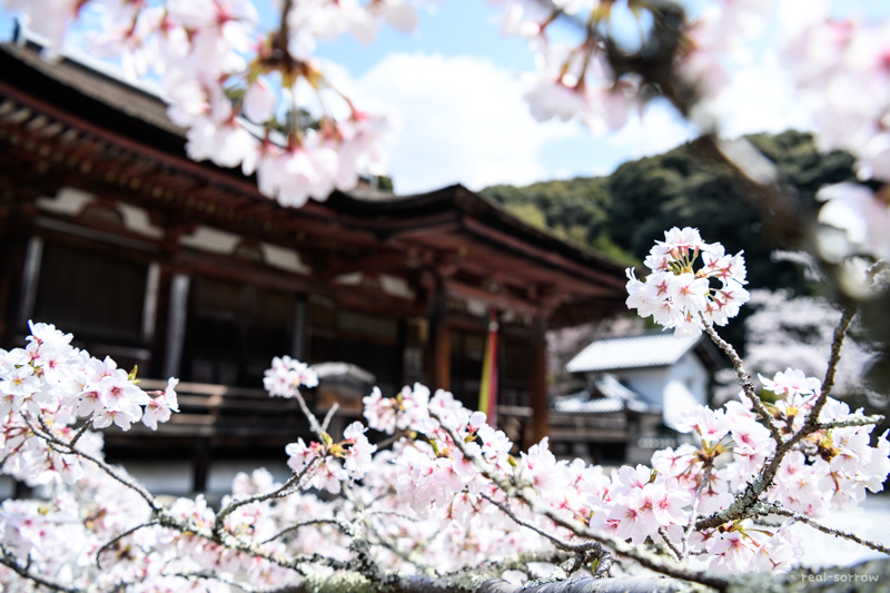 長弓寺/本堂と桜 長弓寺/本堂と桜