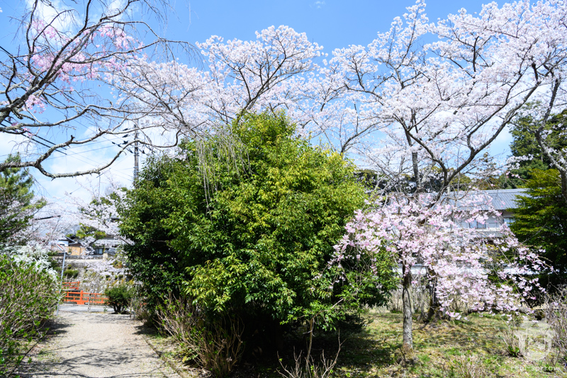 長弓寺/公園 長弓寺/公園