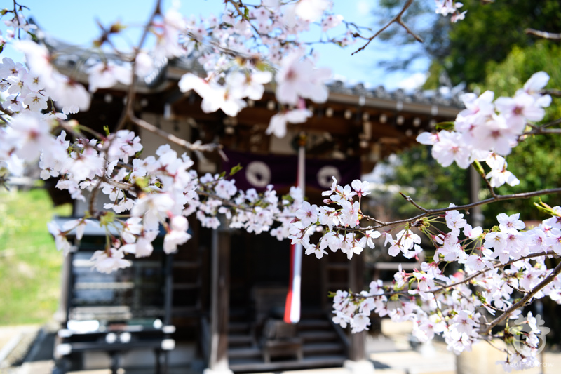 長弓寺/地蔵堂と桜 長弓寺/地蔵堂と桜