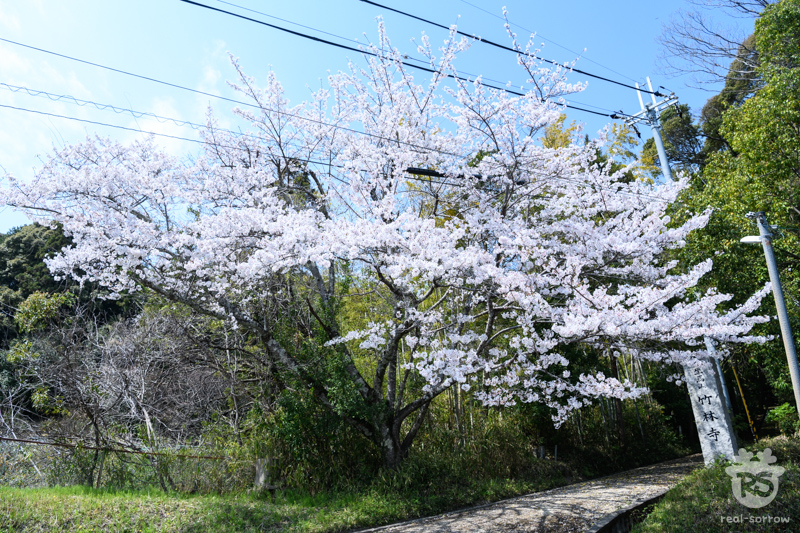 長弓寺/竹林寺の寺号標 長弓寺/竹林寺の寺号標